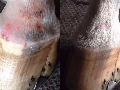 SKIN SALVATION CREAM BY ELEMENTAL EQUINE