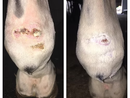 SKIN SALVATION CREAM BY ELEMENTAL EQUINE