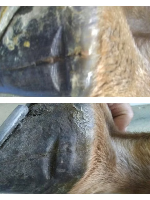 SOLE SALVATION BY ELEMENTAL EQUINE