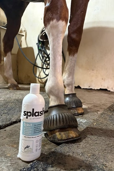 Splash BY INFUSED EQUESTRIAN